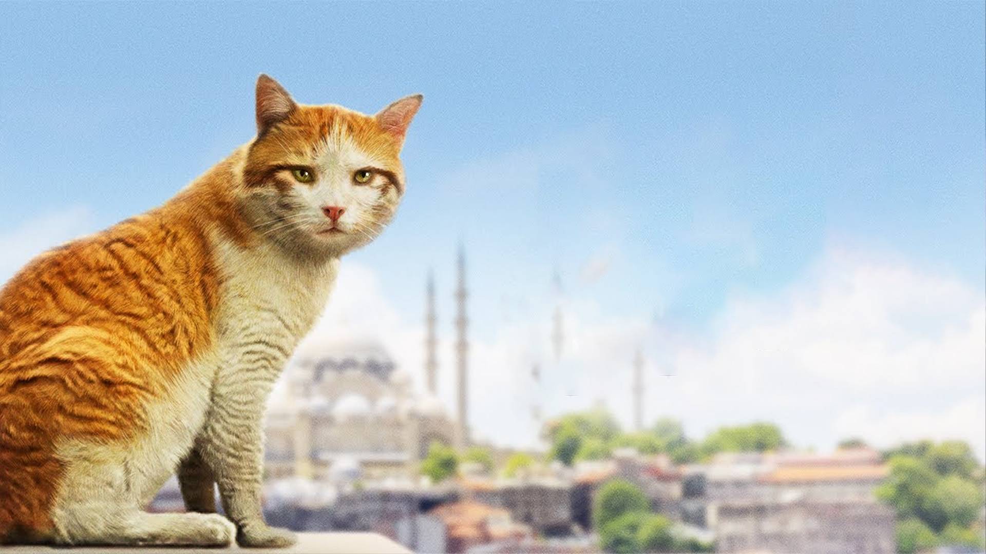 Kedi